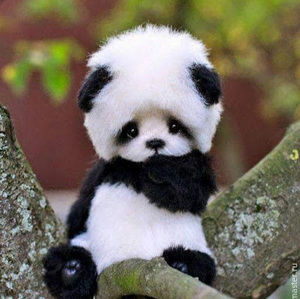 Meet your Posher, Sadie